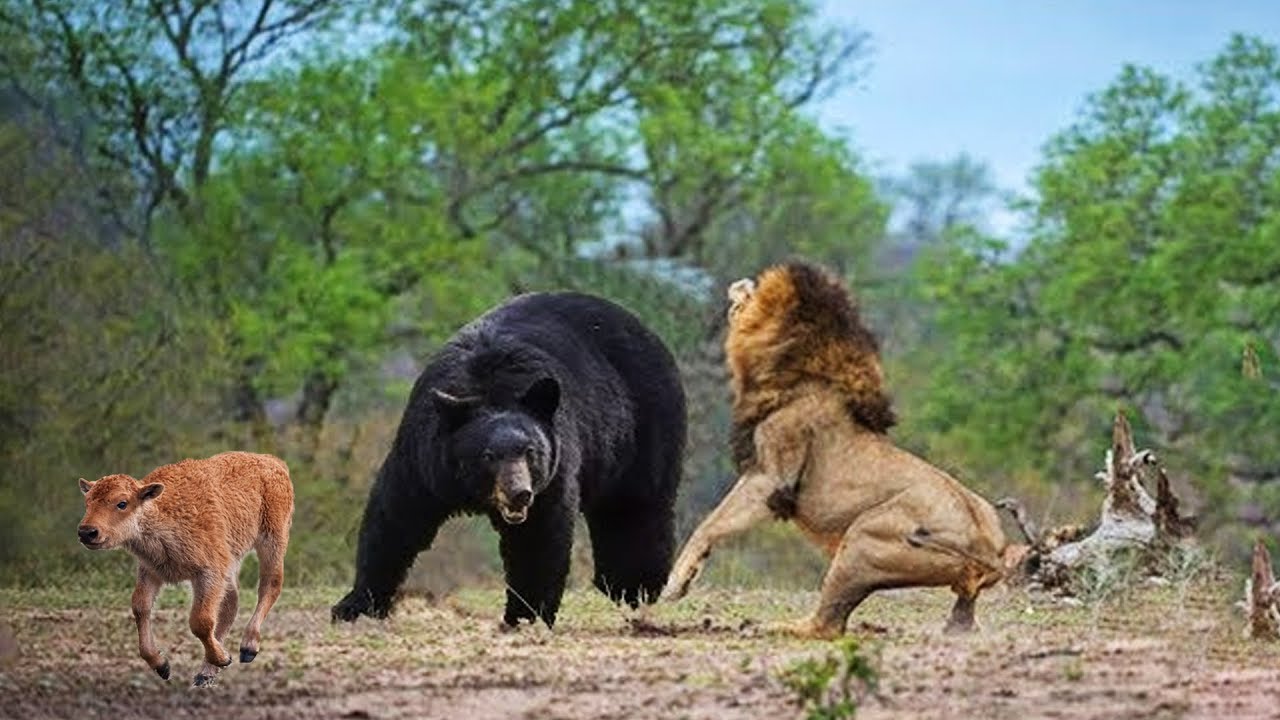 Da Bears Blog | A Bad Matchup: Bears Travel North to Face Current Class of  NFC North
